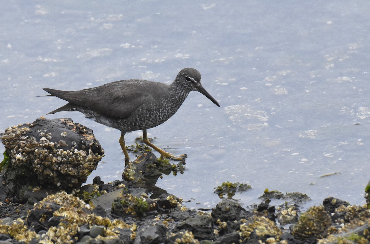 Wandering Tattler - ML64745301