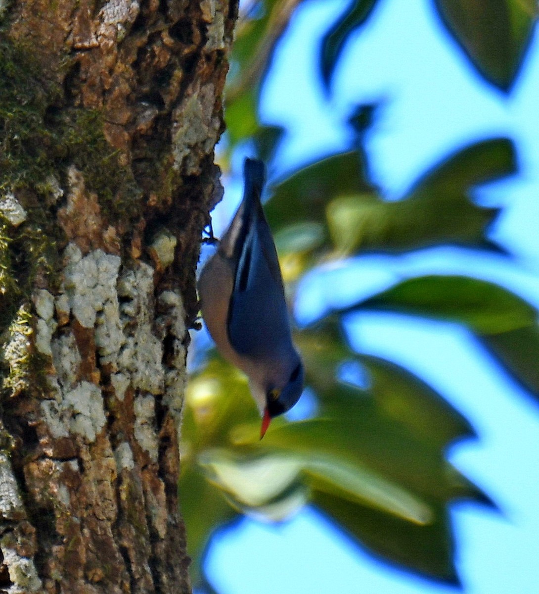 Velvet-fronted Nuthatch - ML647453016