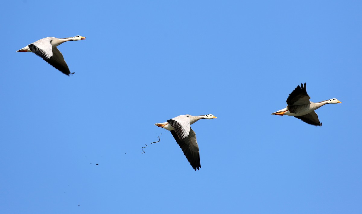 Bar-headed Goose - ML647453027