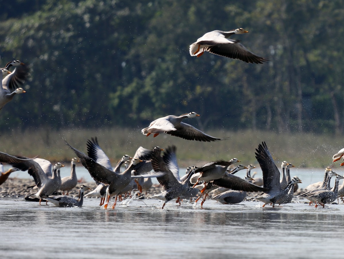Bar-headed Goose - ML647453038