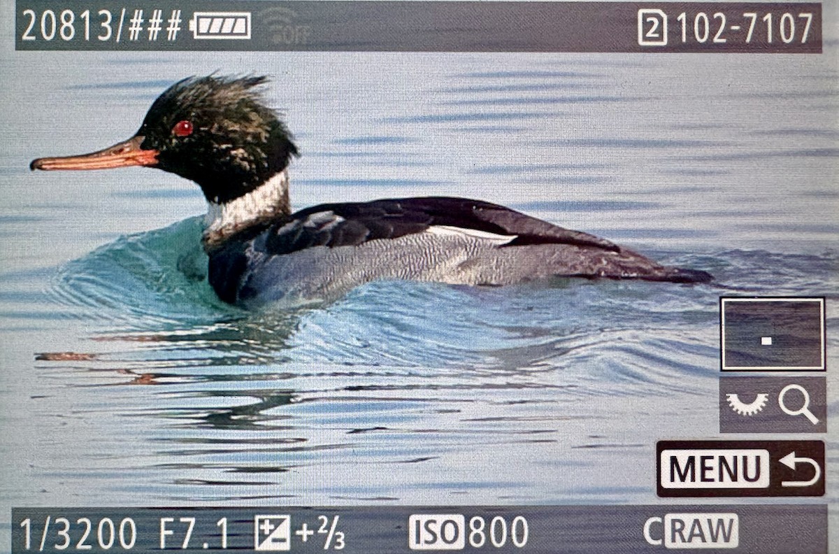 מרגון בינוני - ML647453041