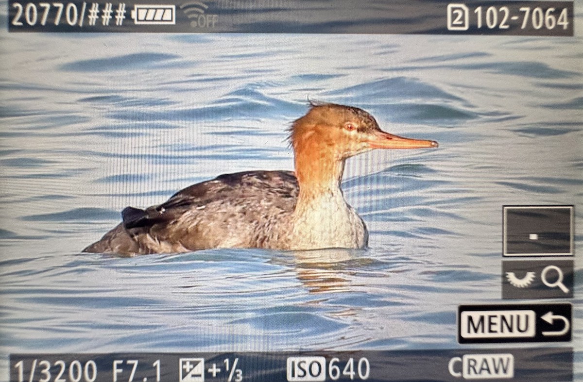 מרגון בינוני - ML647453042
