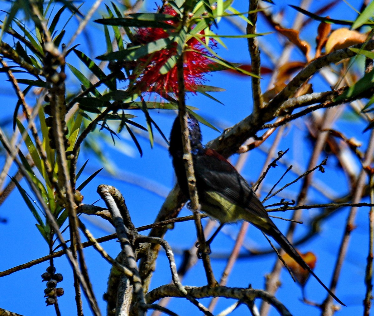 Траурная нектарница - ML647453058