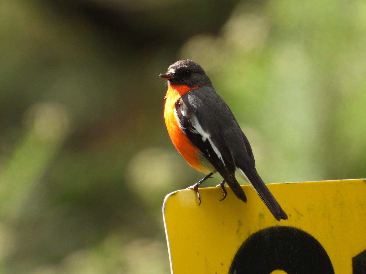 Flame Robin - ML647453061