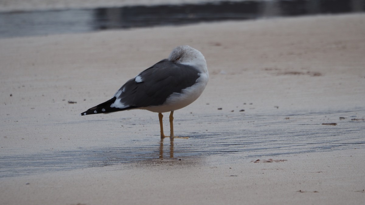 Kaio iluna - ML647453066