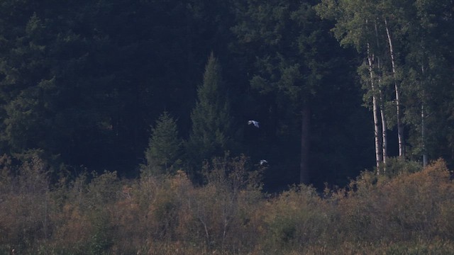 racek Sabinův - ML647453067