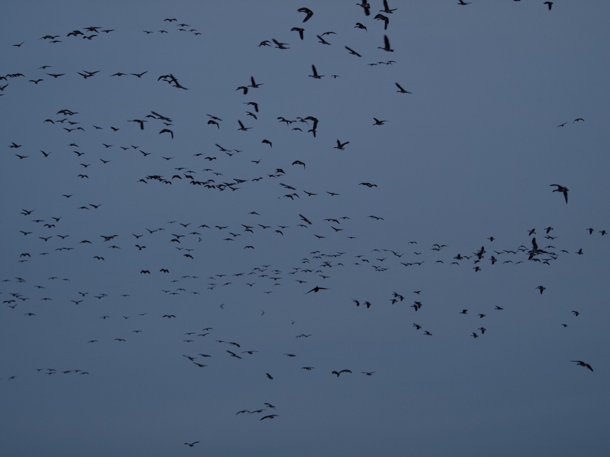 ברנטה קנדית - ML647453071
