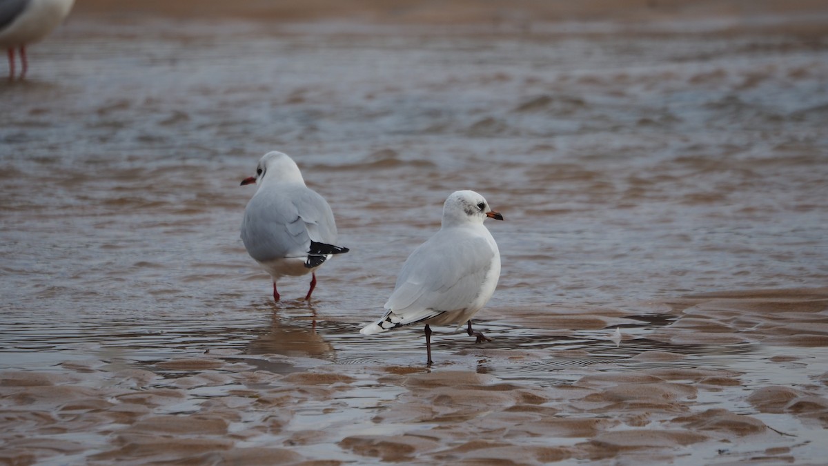Mediterranean Gull - ML647453078