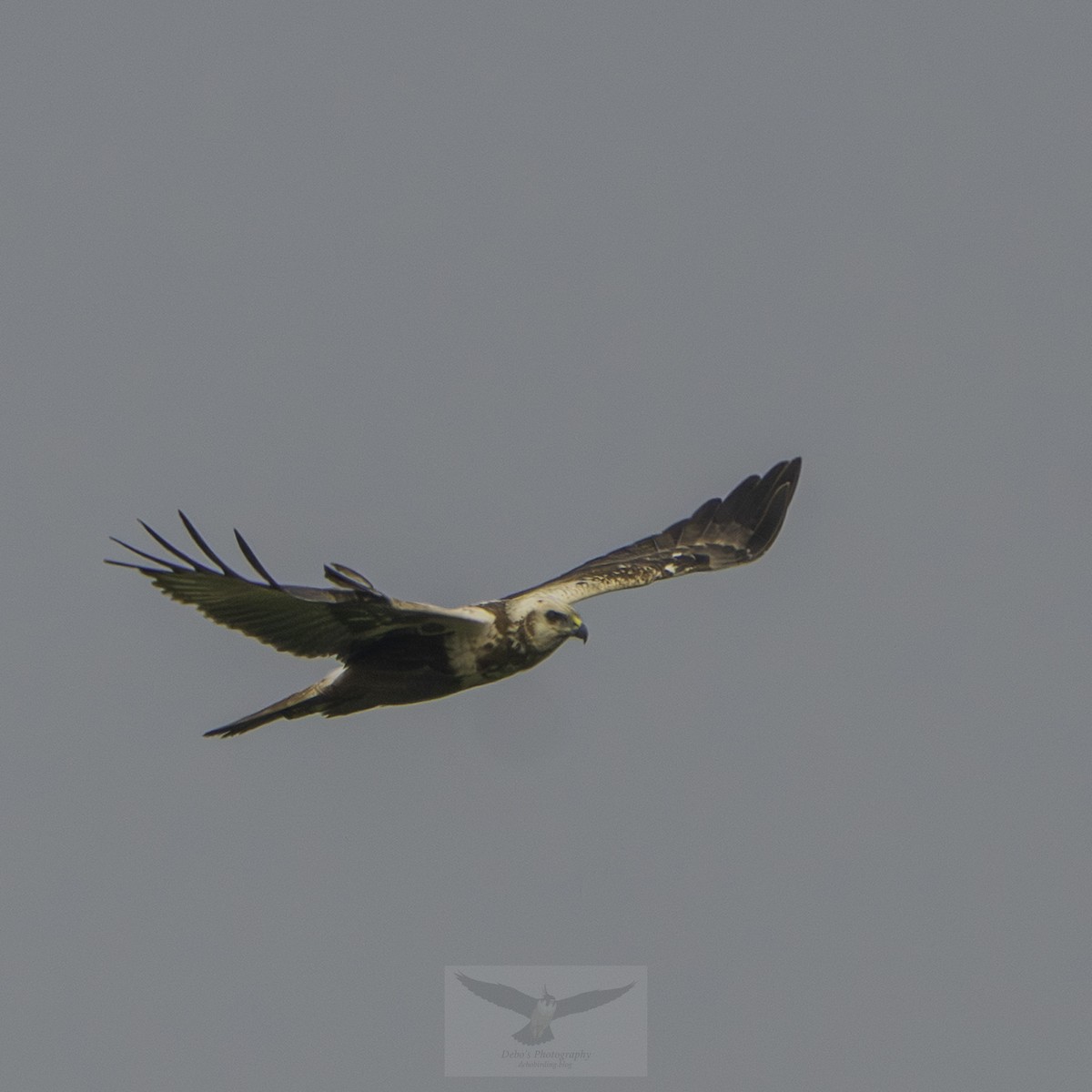 Eastern Marsh Harrier - ML647453084