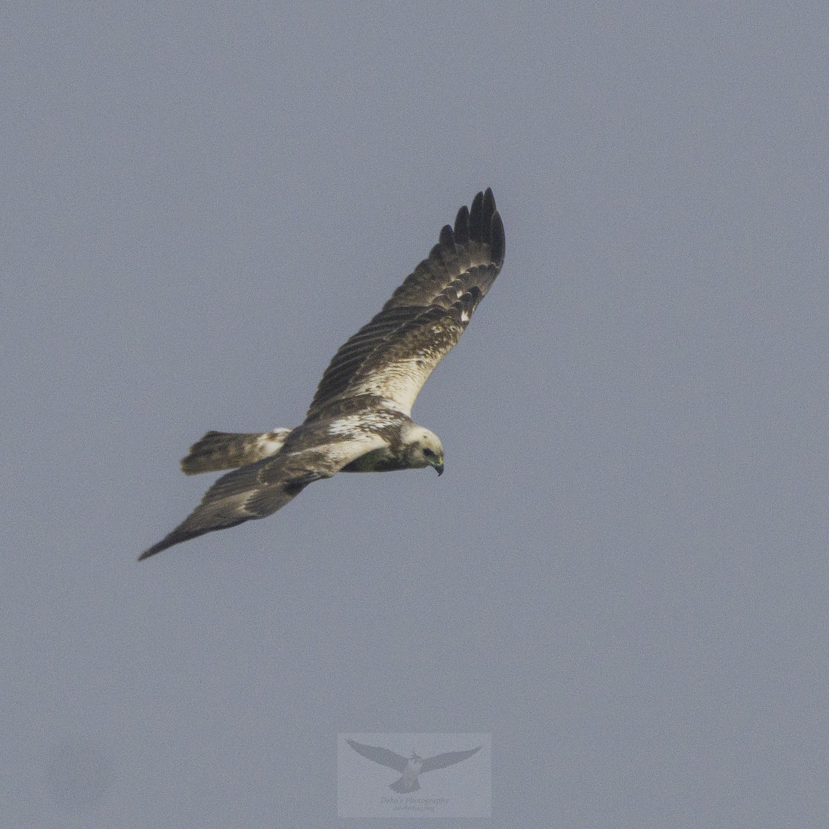 Eastern Marsh Harrier - ML647453085