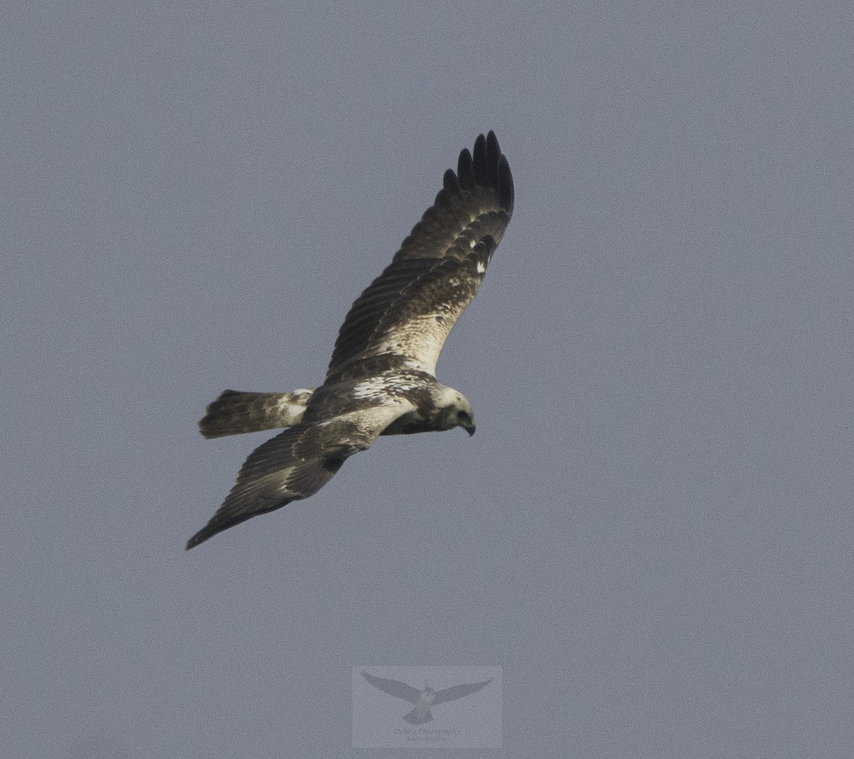 Eastern Marsh Harrier - ML647453086