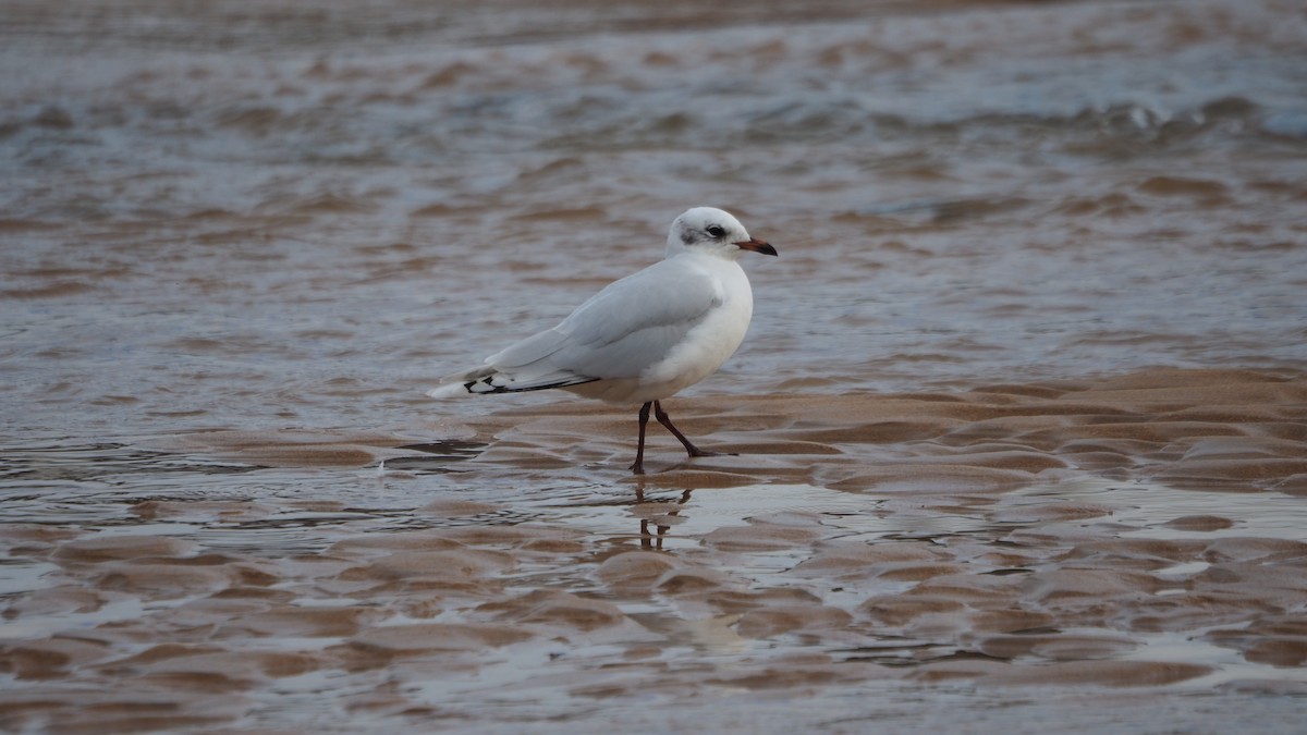 Mediterranean Gull - ML647453088