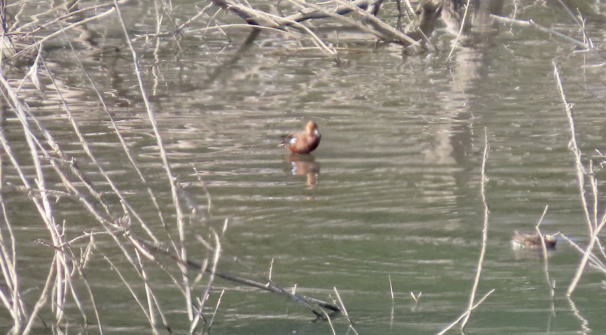 Zimtente - ML647453089