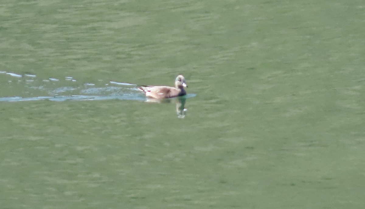 Kanadapfeifente - ML647453091