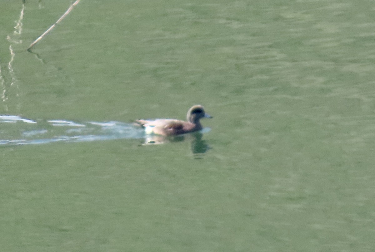 Kanadapfeifente - ML647453092