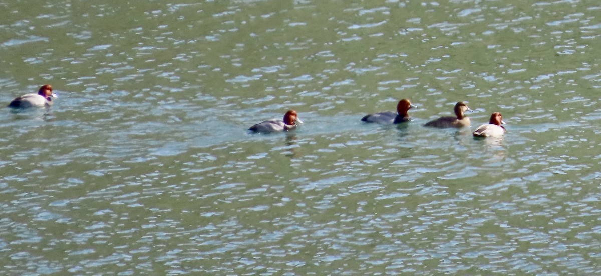 Redhead - ML647453099