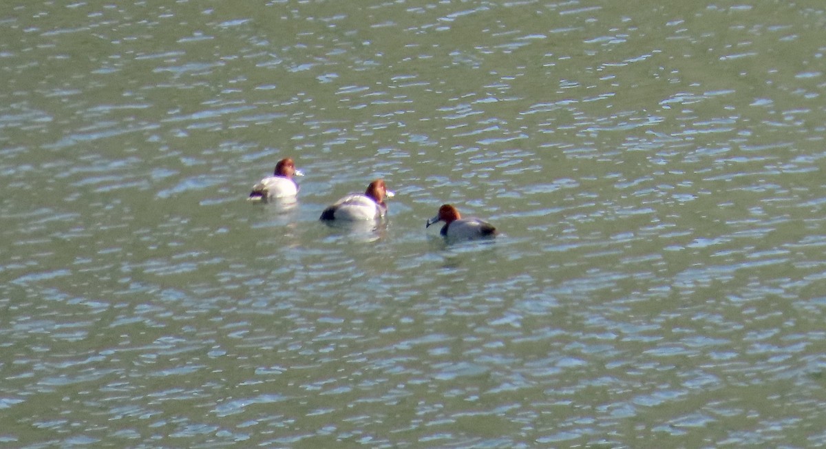 Redhead - ML647453101