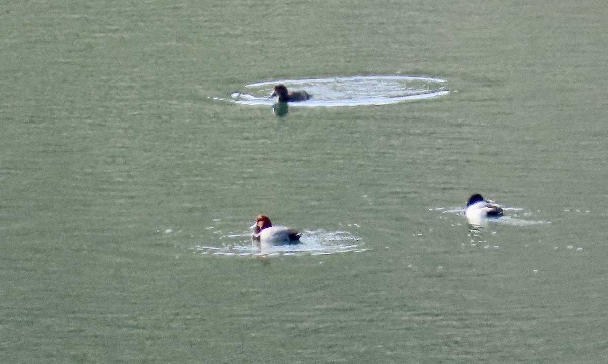 Redhead - ML647453102