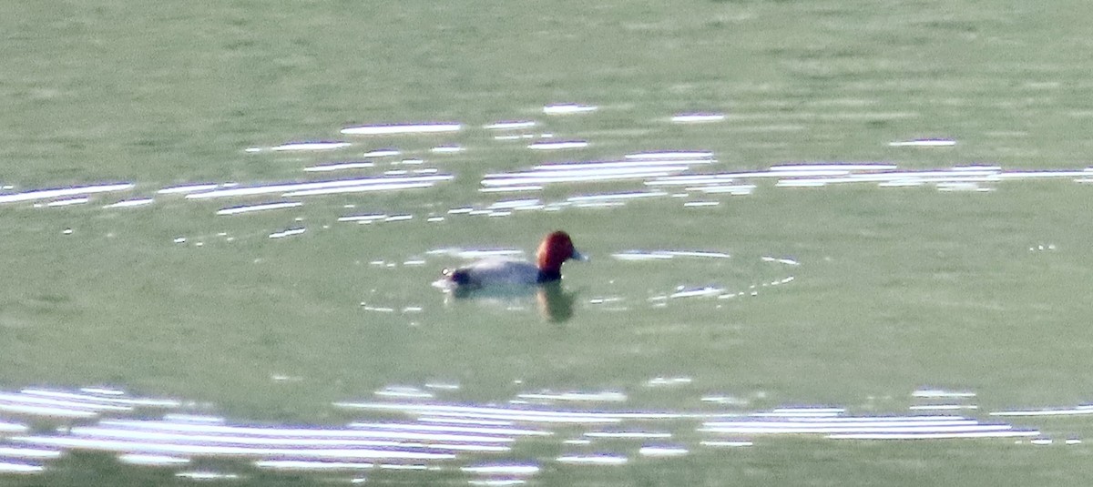 Redhead - ML647453106