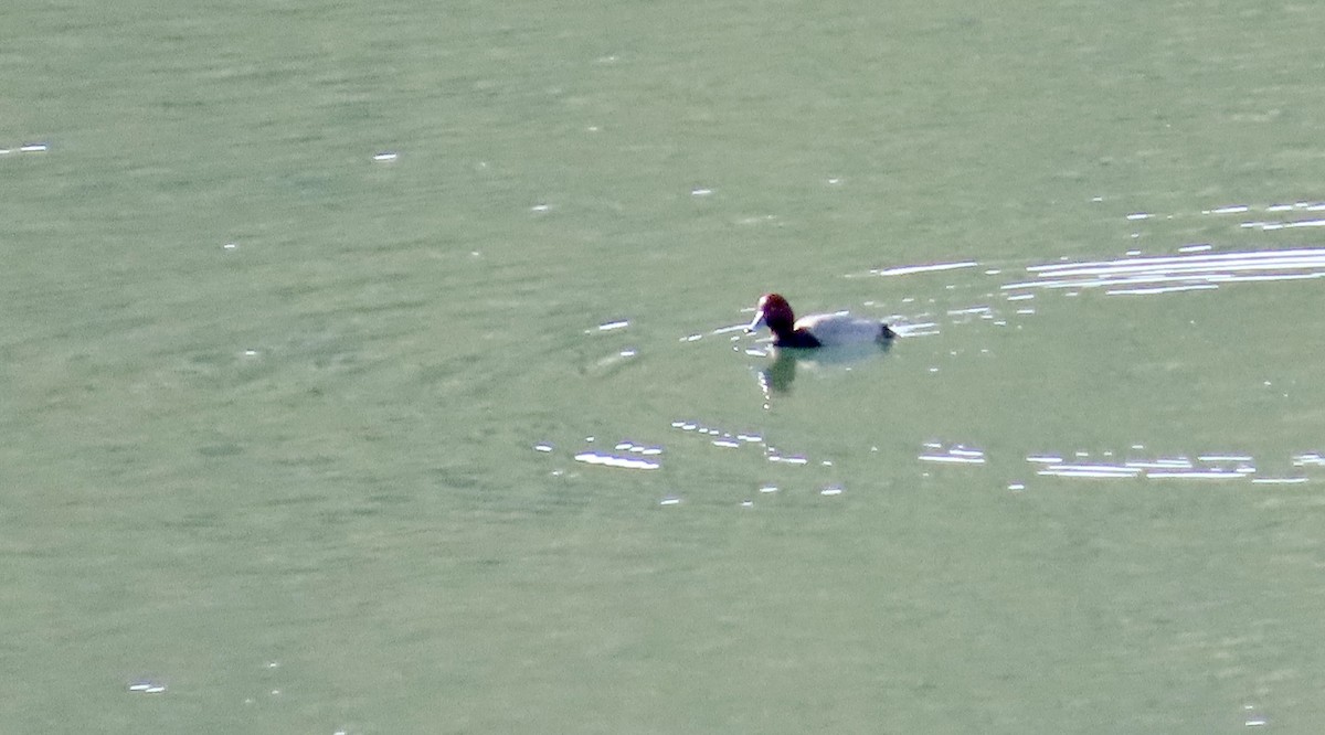 Redhead - ML647453108