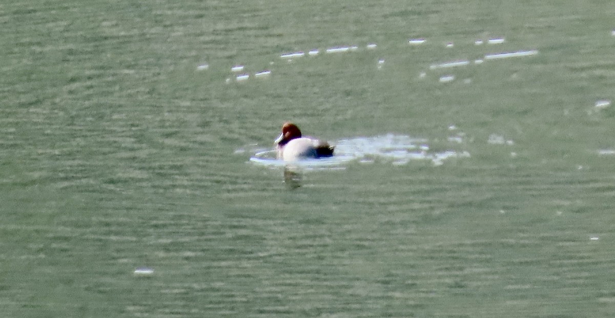 Redhead - ML647453109