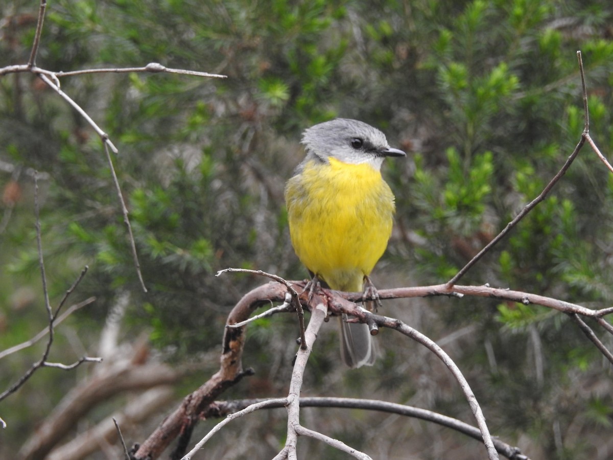 Eastern Yellow Robin - ML647453110