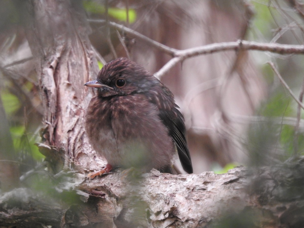 Eastern Yellow Robin - ML647453111