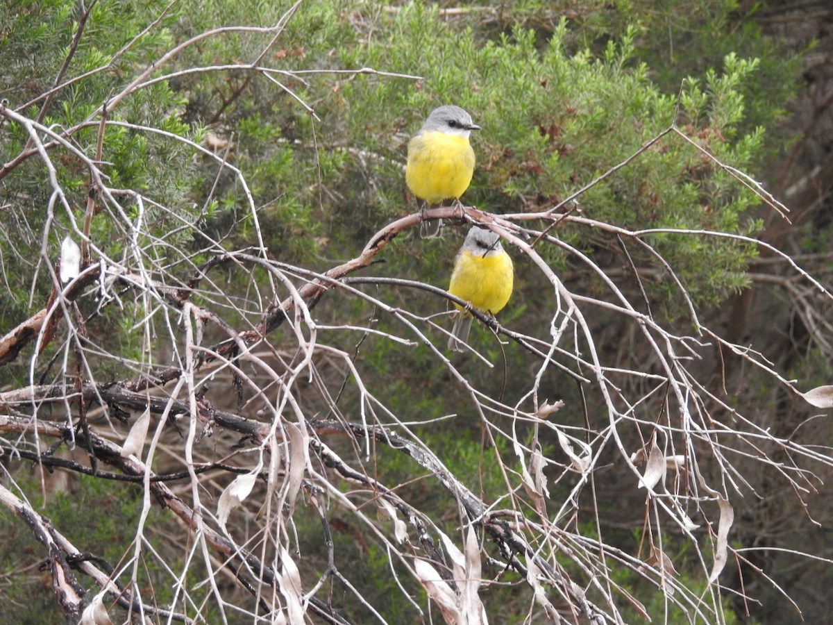 Eastern Yellow Robin - ML647453112