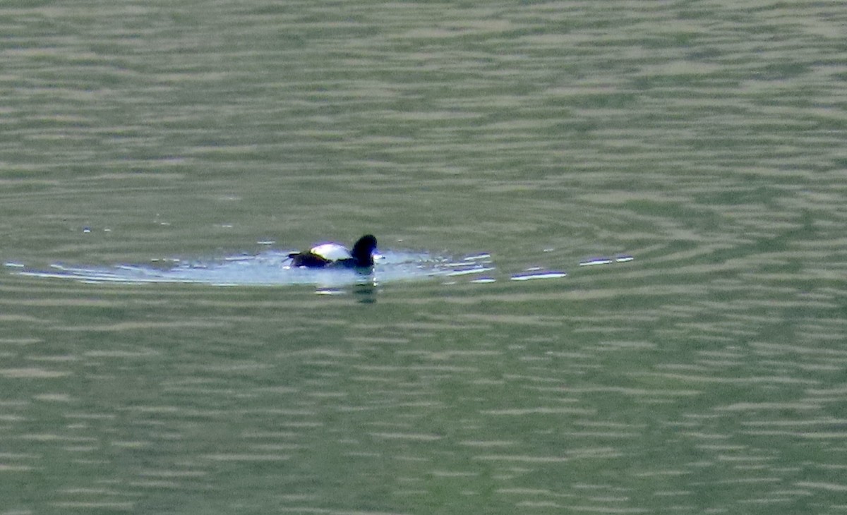 Kanadabergente - ML647453113