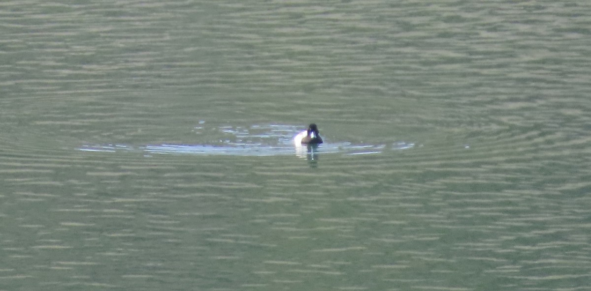 Kanadabergente - ML647453114