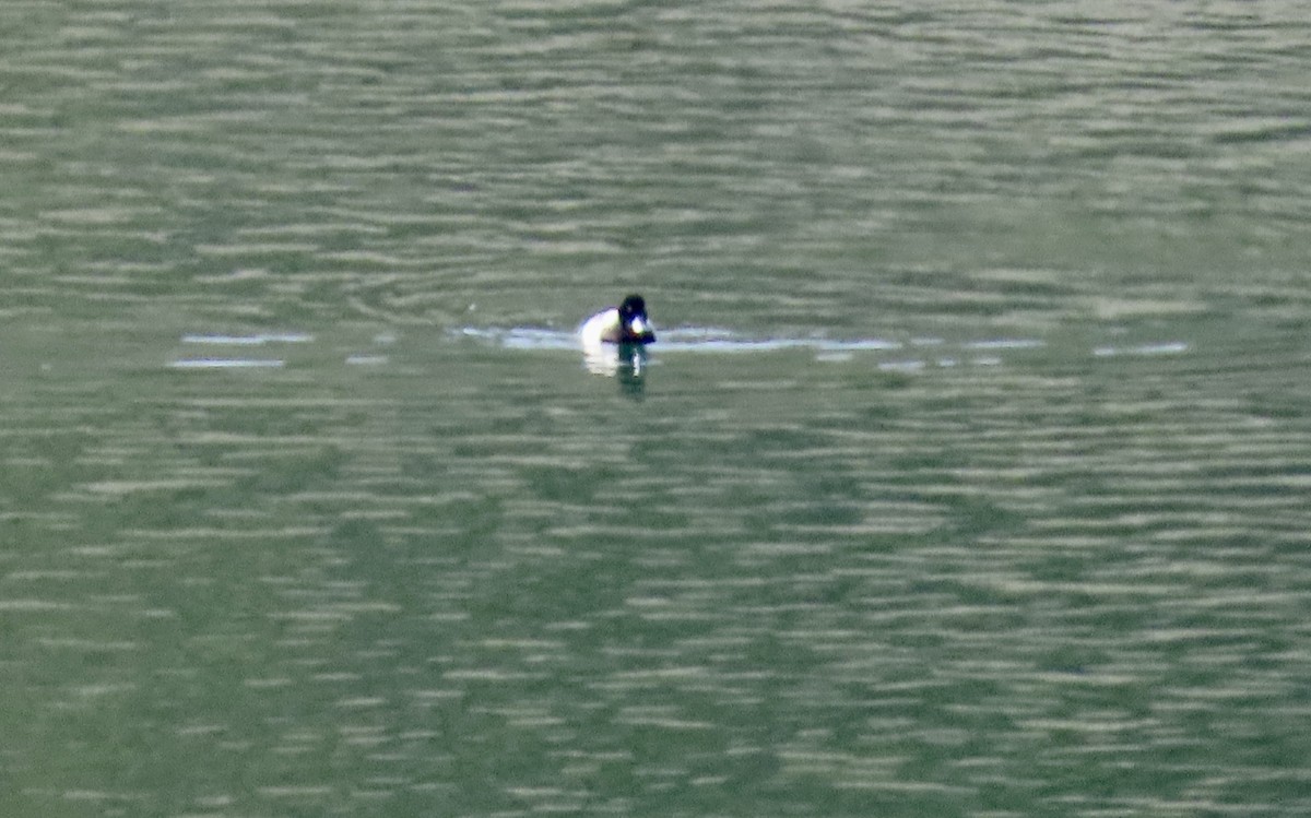 Kanadabergente - ML647453115