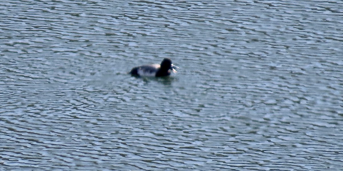 Kanadabergente - ML647453117