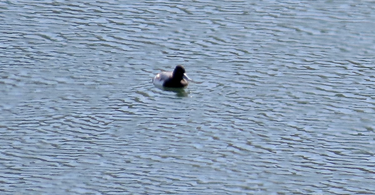 Kanadabergente - ML647453119