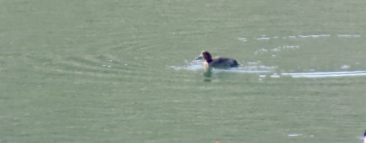 Kanadabergente - ML647453121