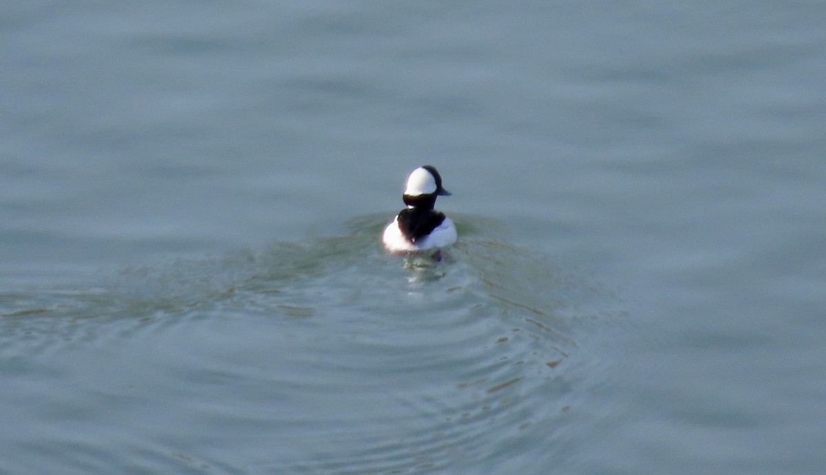 Büffelkopfente - ML647453122