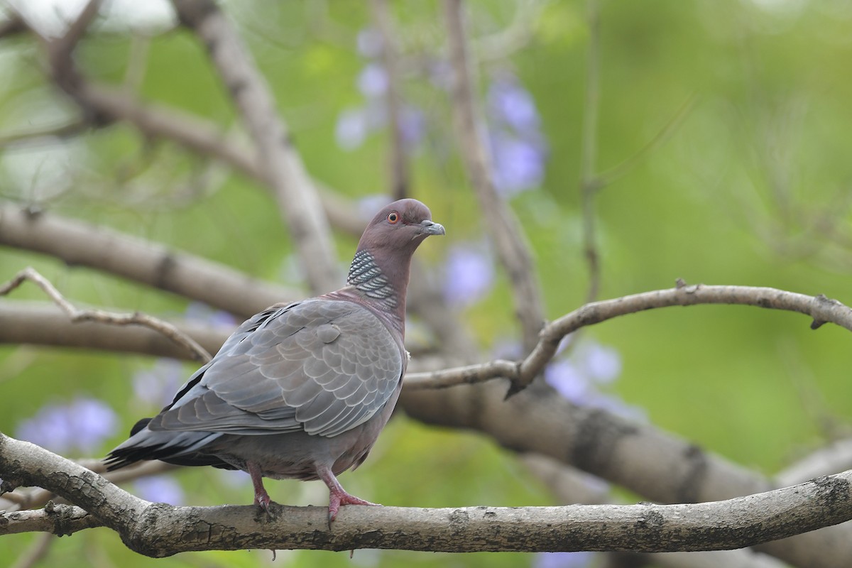 Picazuro Pigeon - ML647453123