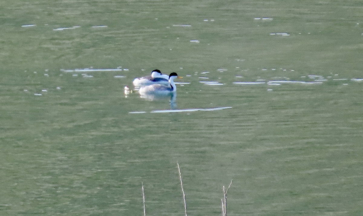 Renntaucher - ML647453124