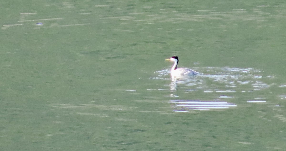 Renntaucher - ML647453128