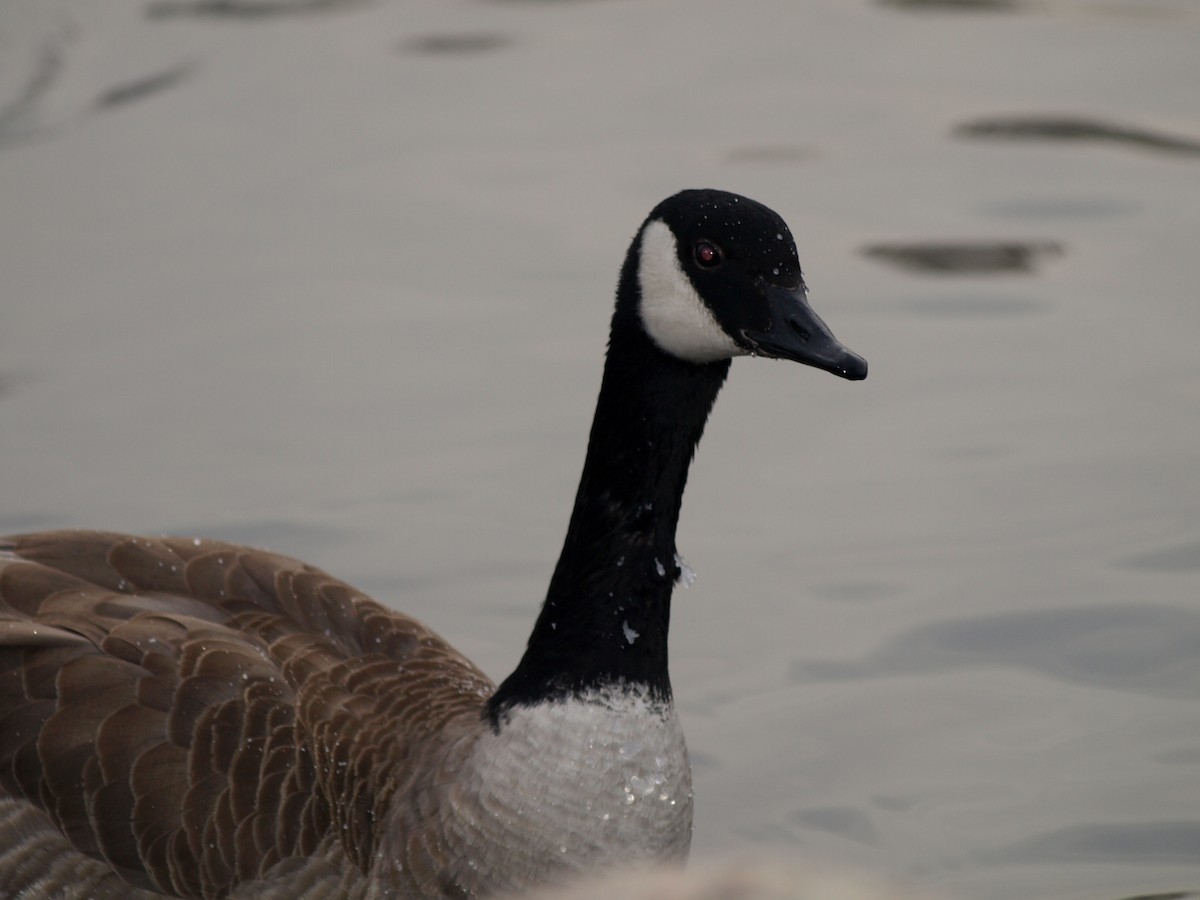 ברנטה קנדית - ML647453130