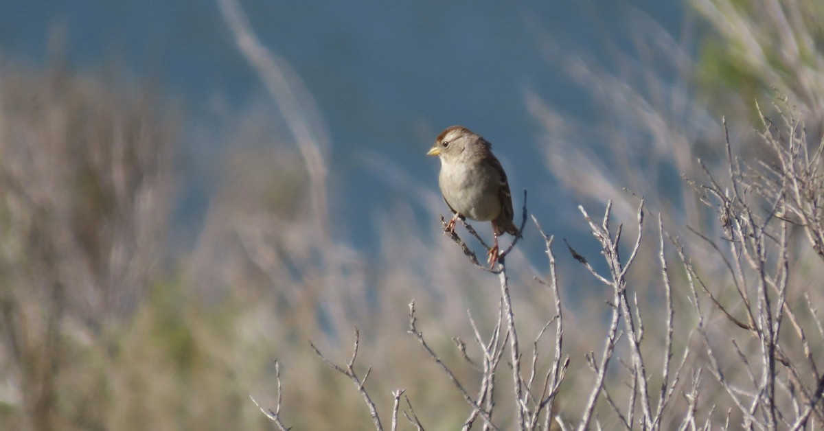 Dachsammer - ML647453134