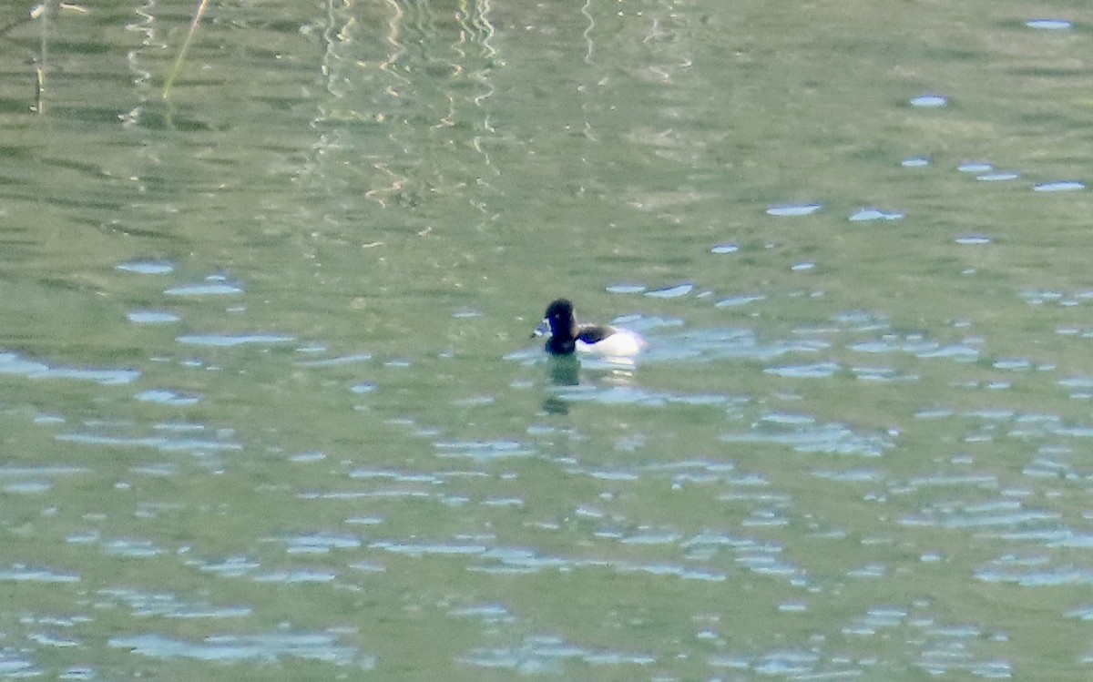 Ringschnabelente - ML647453155