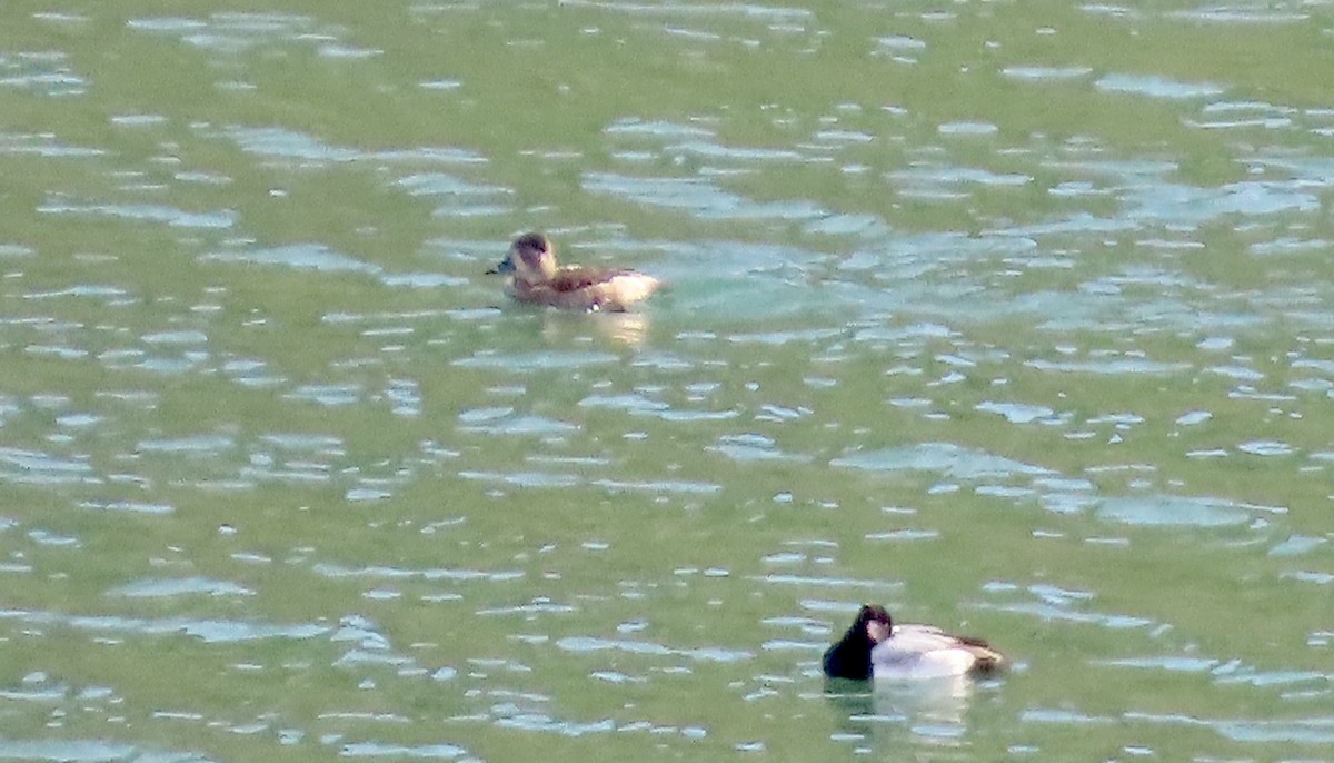 Ringschnabelente - ML647453157