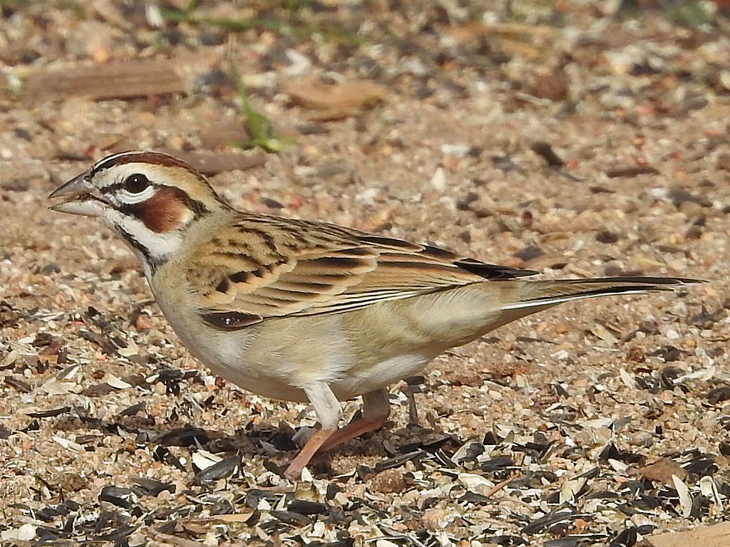 Lark Sparrow - ML647453165