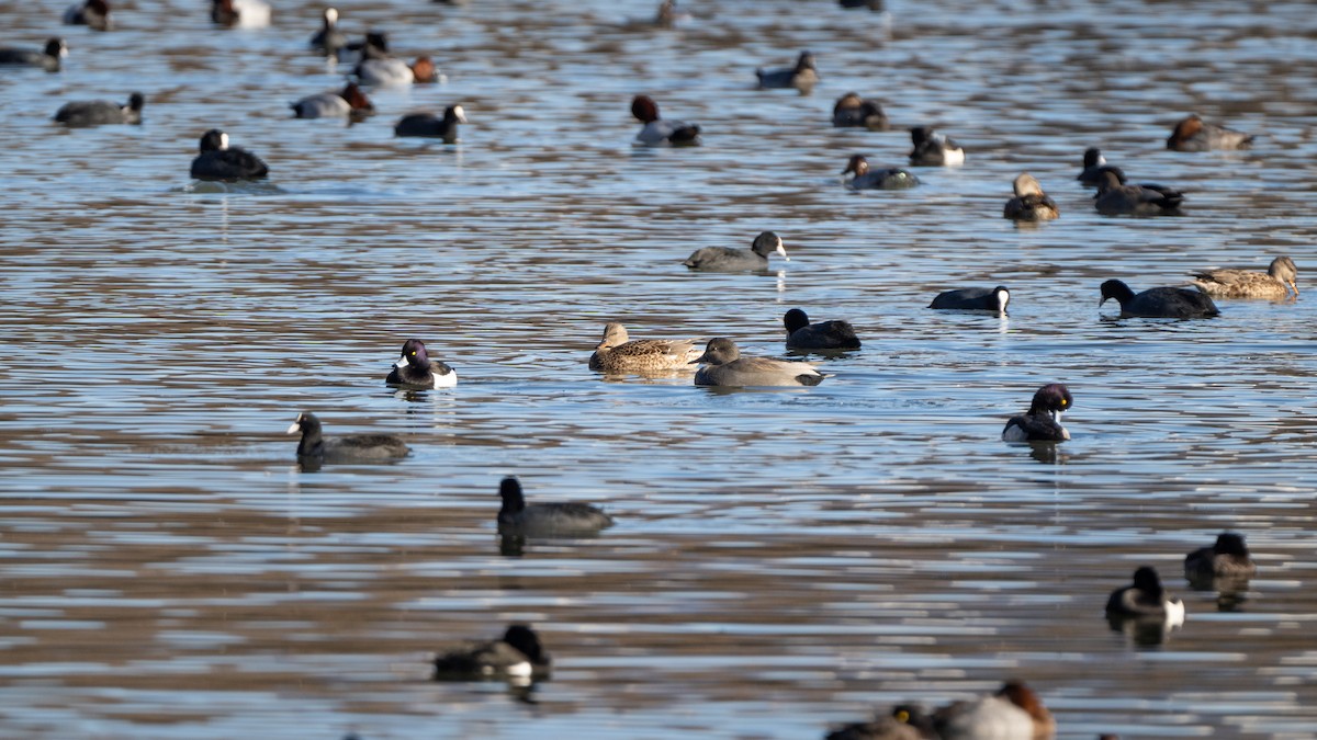 Ipar-ahatea - ML647453179