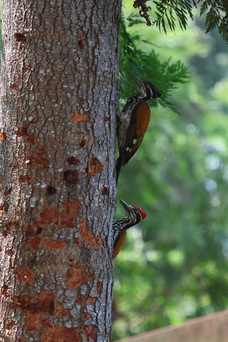 Malabar Flameback - ML647453184