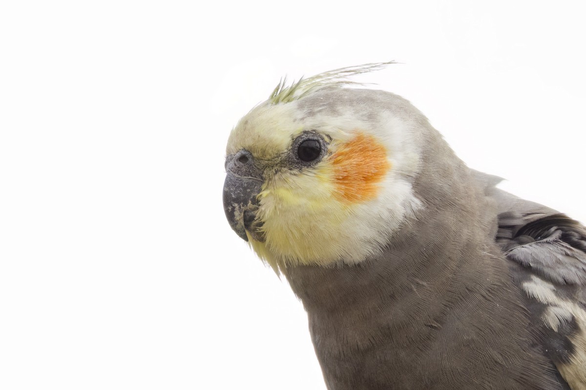 Cockatiel - ML647453193