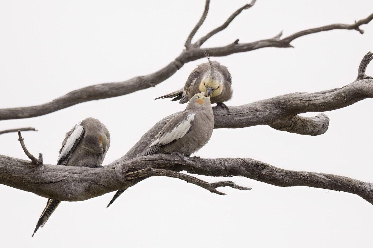 Cockatiel - ML647453194