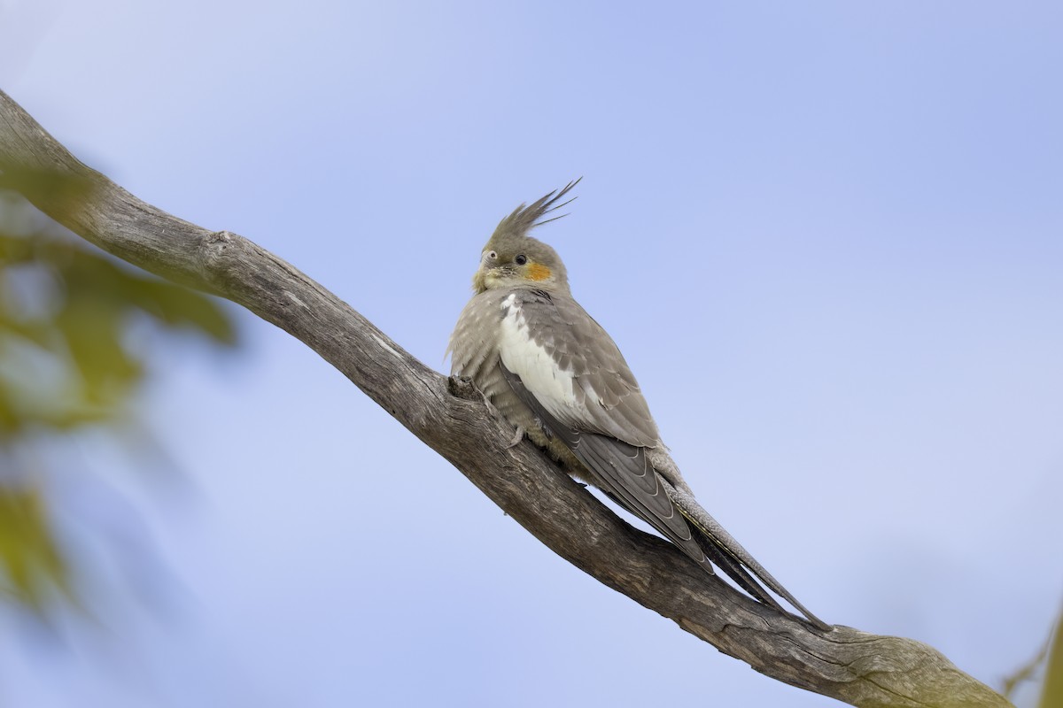 Cockatiel - ML647453195