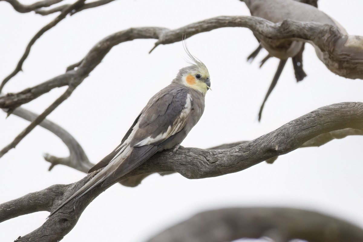 Cockatiel - ML647453196