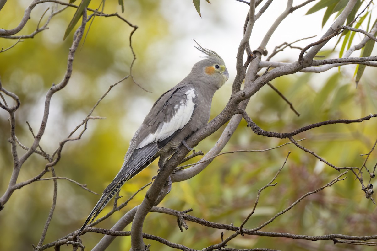 Cockatiel - ML647453197